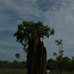 Die Termitenhügel sind gewaltig.