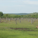 Termitenhügel nach der Sonne ausgerichtet.