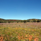 Blumenwiese in der Wüste