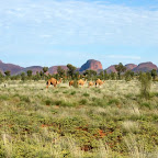 Wilde Kamele vor den Olgas