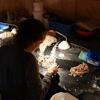 Aussortieren der gestrigen Ausbeute