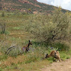 dier ersten grossen Roten