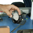 Paua aus der Schale gelöst. Weisser Körper der Schnecke.