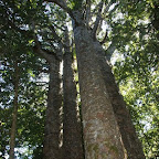 Kauri-Bäume: the four sisters