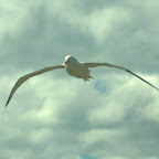 Albatross fliegt vorbei
