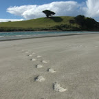 Pinguin-Spuren im Sand