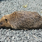 Ein Ausländer. Auch seine Vorfahren wurden einmal rund um die Welt verschifft.