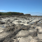 Versteinerter Wald bei der Curio Bay