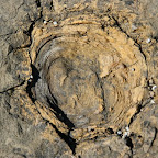 Das sind tatsächlich versteinerte Bäume, man kann sogar die Jahresringe zählen.