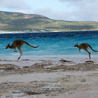 Hüpfdigüpf am weissesten Strand Australiens - Lucky Bay