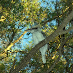 Lachender Hans in Margaret River Campground