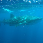 Baby-Walhai mit Schnorchler im Hintergrund