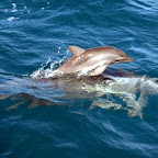 sehr kleines Delfinbaby mit Mutter