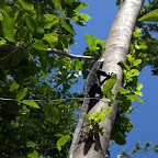 Waran flüchtet vor uns