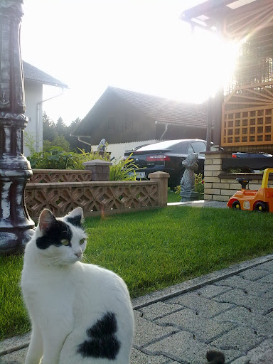 Slika