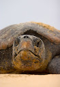 Lederrücken-Schildkrötebei Thonga Beach. © Foto: Roger de la Harpe