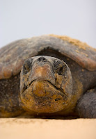 Lederrücken-Schildkrötebei Thonga Beach. © Foto: Roger de la Harpe