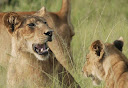 Löwen im Queen Elizabeth Nationalpark