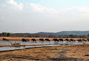 Pirschfahrt am Luangwa-Fluss