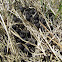 Deer Scat