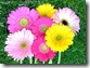 gerbera-daisy-colors-pink-yellow-b3445pw