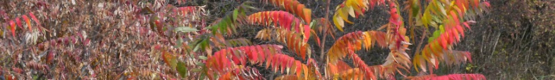 Fall colors and plants Oct 2010 (20) top