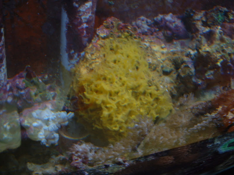 yellow sponge in reef tank