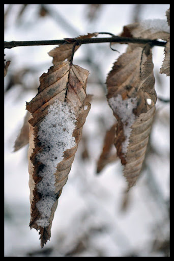 blatt1.jpg