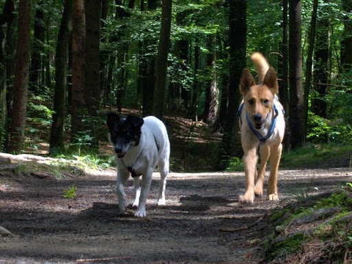 im_wald.jpg