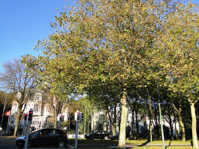 MI BRUSELAS - Blogs de Belgica - La herencia urbanística de Léopold II: del Cinquantenaire a Tervuren (8)