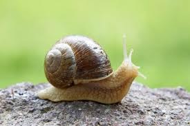 [snails[6].jpg]