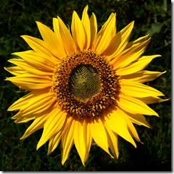 Sunflower_Helianthus_1_edited