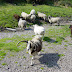 Sheep!