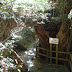 Close to the entrance of the Yakusugi land path.