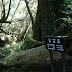 Tenchuusugi it says.