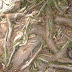 The ground, lots of tree roots. Not an easy time walking on these!