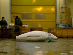 tuna