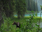moose