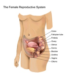 ama_women_physiology_lev20_femalereproductiveorgans_02
