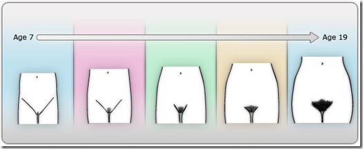 puberty-stages-female-organ