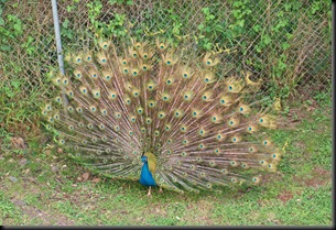 peacocks (20)