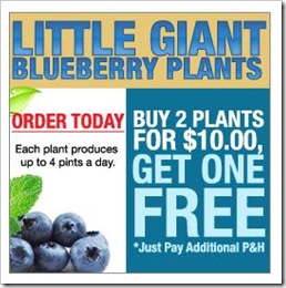 blueberry giant plants
