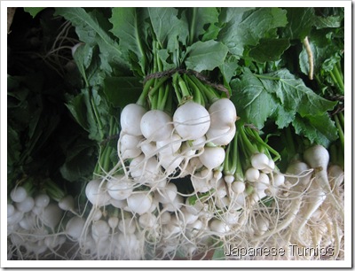 JAPANESE TURNIPS 002