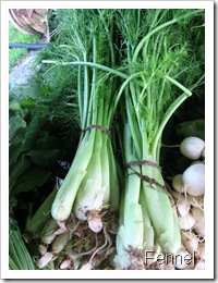 baby fennel