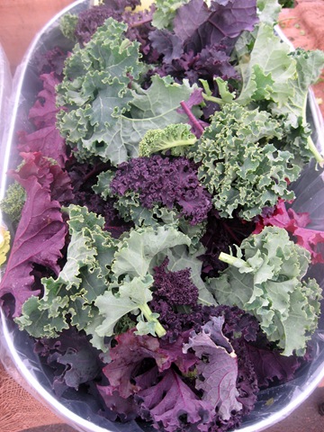 [kale, red and green[3].jpg]
