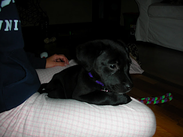 Tele as a puppy