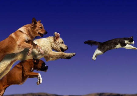 [dogs-chase-cat bigoo[3].jpg]