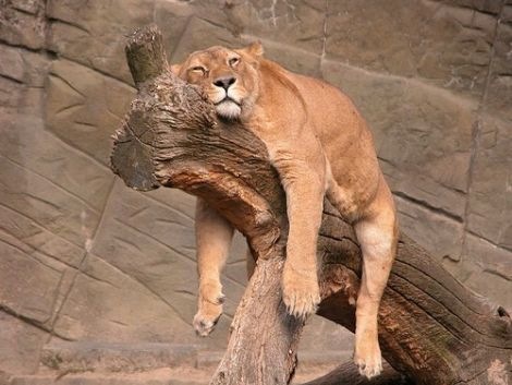 [lazy lion[3].jpg]