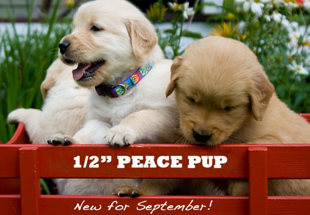 [lupinepeacepuppies3.jpg]