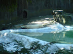polar bear ....